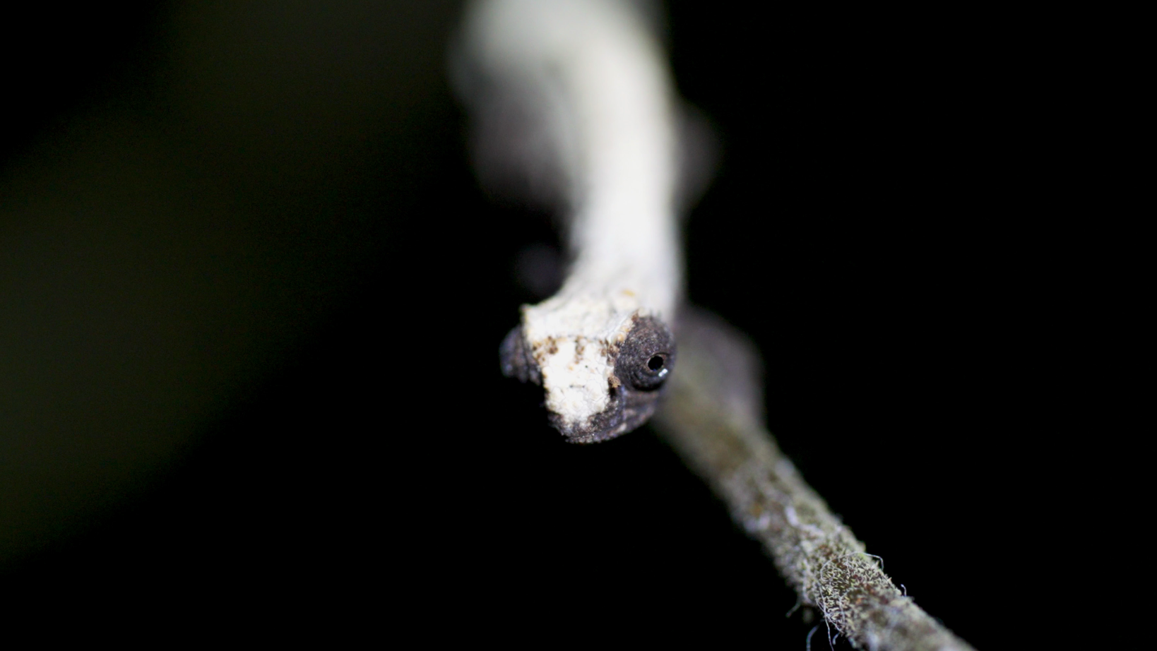 Community Connection - 1